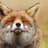 Stoned Fox