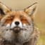 Stoned Fox