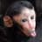 Baby Monkey