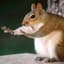 Squirrel