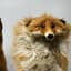 FoxRunder