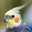 Parrot__Bird