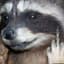 A Fat Raccoon