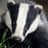 Badger