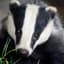 Badger