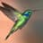 Colibri