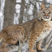USCBobcat