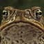 Big Toad