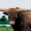 Beef