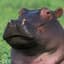 Hippo