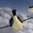An Amazing Penguin