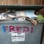 the_fredi