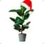 Ficus