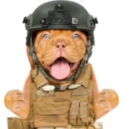 War Dog