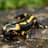 salamander