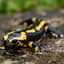 salamander