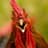 Rooster