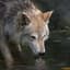 DarkWolf0130