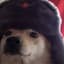 wild doggo