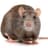 a rat