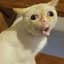 RightCat