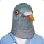 DiscoPigeon