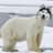 HuskyBear