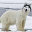 HuskyBear