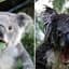 koalas