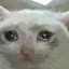 sad cat