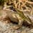 Common Frog