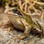 Common Frog