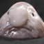 Dr. Blobfish