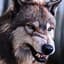 Canis Lupus | Der Wolf