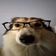 Crazy dog