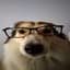 Crazy dog