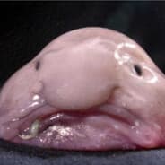 Blobfish