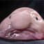 Blobfish