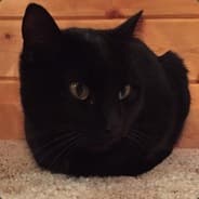 PetuniaTheCat
