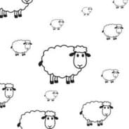 Blacksheep