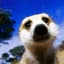 ChrisTheMeerkat