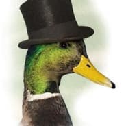 Mallard