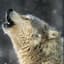 God Wofl