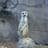 Meerkat