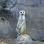 Meerkat