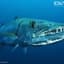Barracuda