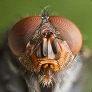 Fly