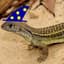 WizardLizard