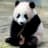 私はハッカPanda ♡
