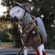 Parrot